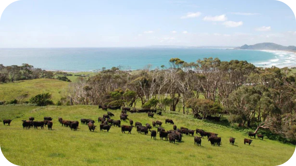 Beef Quality & Nutrition: Benefits of Grass-Fed Australian Beef
