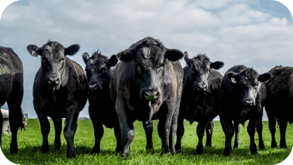 Angus Beef vs Wagyu: What Should You Choose?