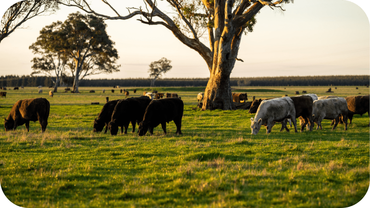 Are You Ready? Emissions Laws That Could Impact Your Cattle Farm - Carnivore Society