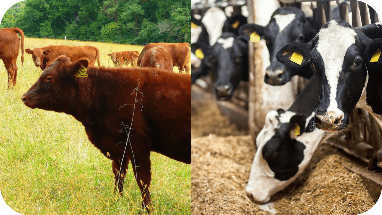 Grass-Fed vs. Grain-Fed: Which is More Sustainable? - Carnivore Society