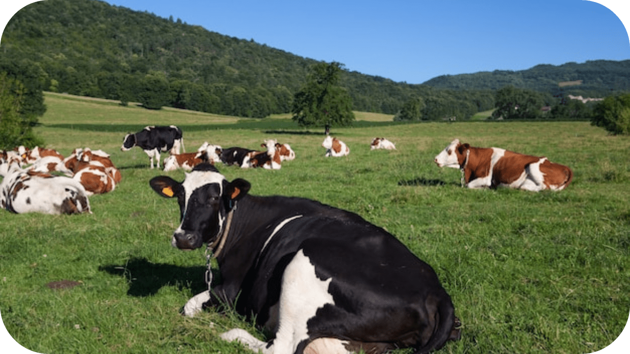 Sustainable Beef Farming in Australia: Practices That Protect Our Forests - Carnivore Society