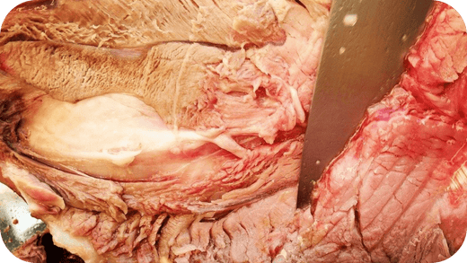10 Health Benefits of the Carnivore Diet - Carnivore Society
