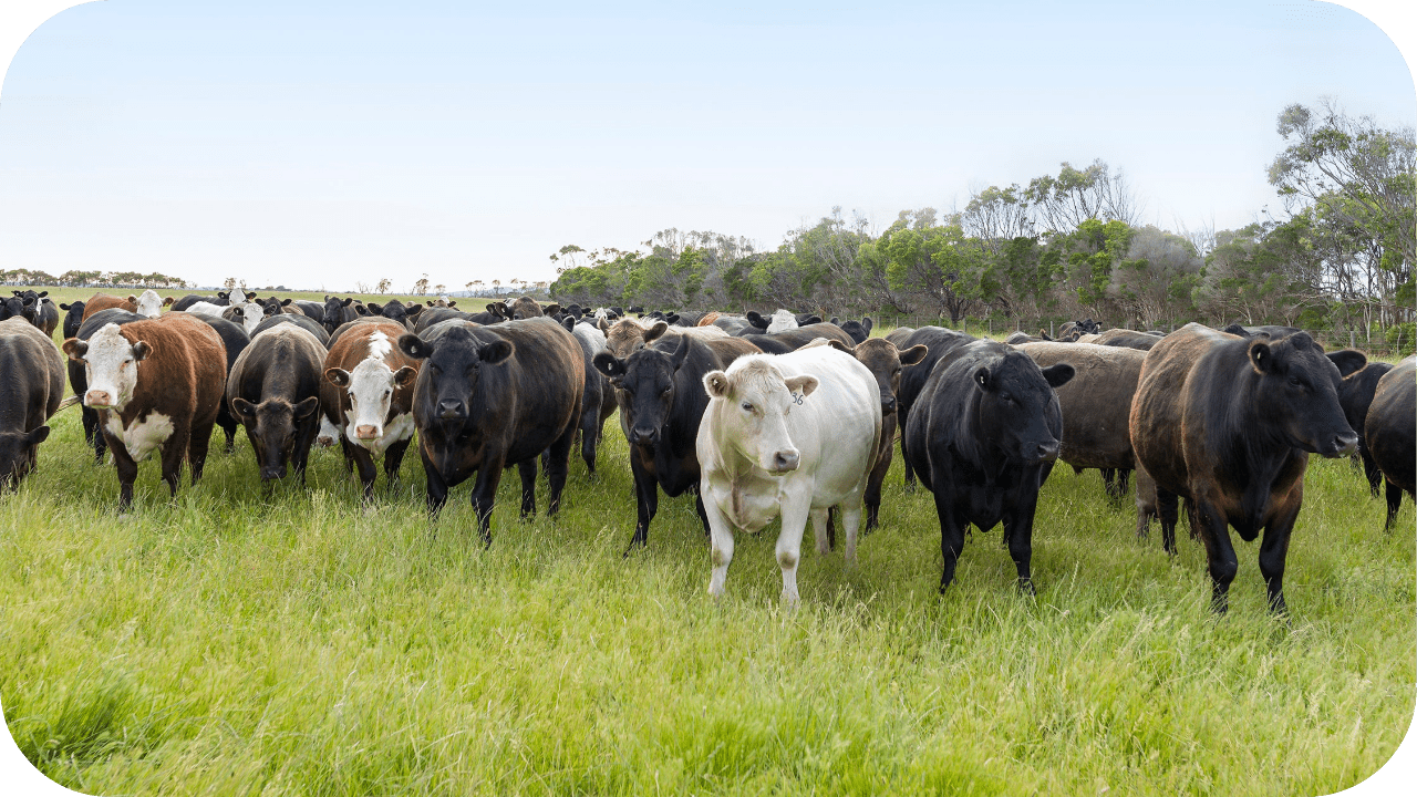 15 Reasons Melbourne Foodies Prefer Grass-Fed Butchers - Carnivore Society