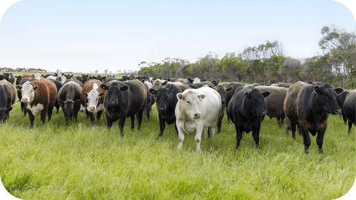15 Reasons Melbourne Foodies Prefer Grass-Fed Butchers - Carnivore Society