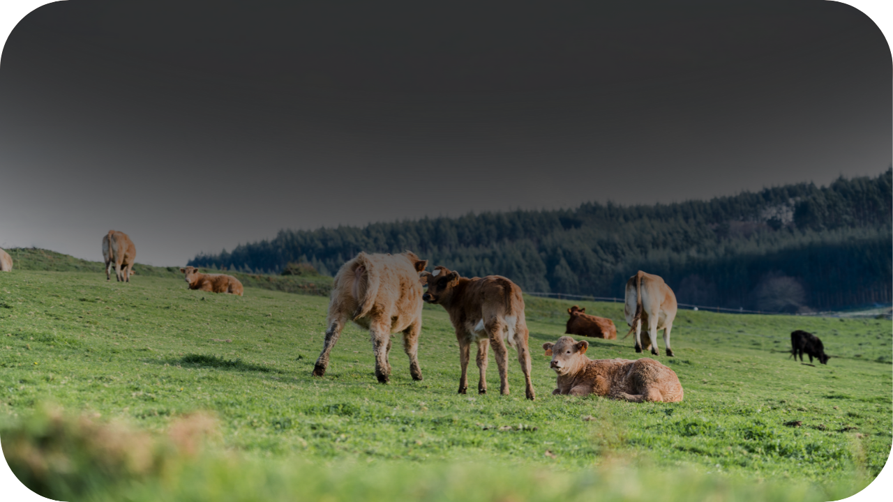 A group of cows and calves grazing on a lush green pasture with a forested hillside in the background. Some cows are standing, while others are lying down, enjoying the open landscape.