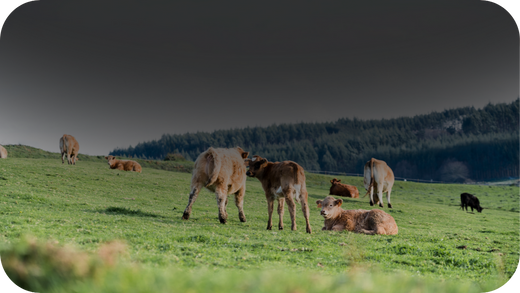 A group of cows and calves grazing on a lush green pasture with a forested hillside in the background. Some cows are standing, while others are lying down, enjoying the open landscape.
