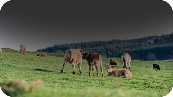 A group of cows and calves grazing on a lush green pasture with a forested hillside in the background. Some cows are standing, while others are lying down, enjoying the open landscape.