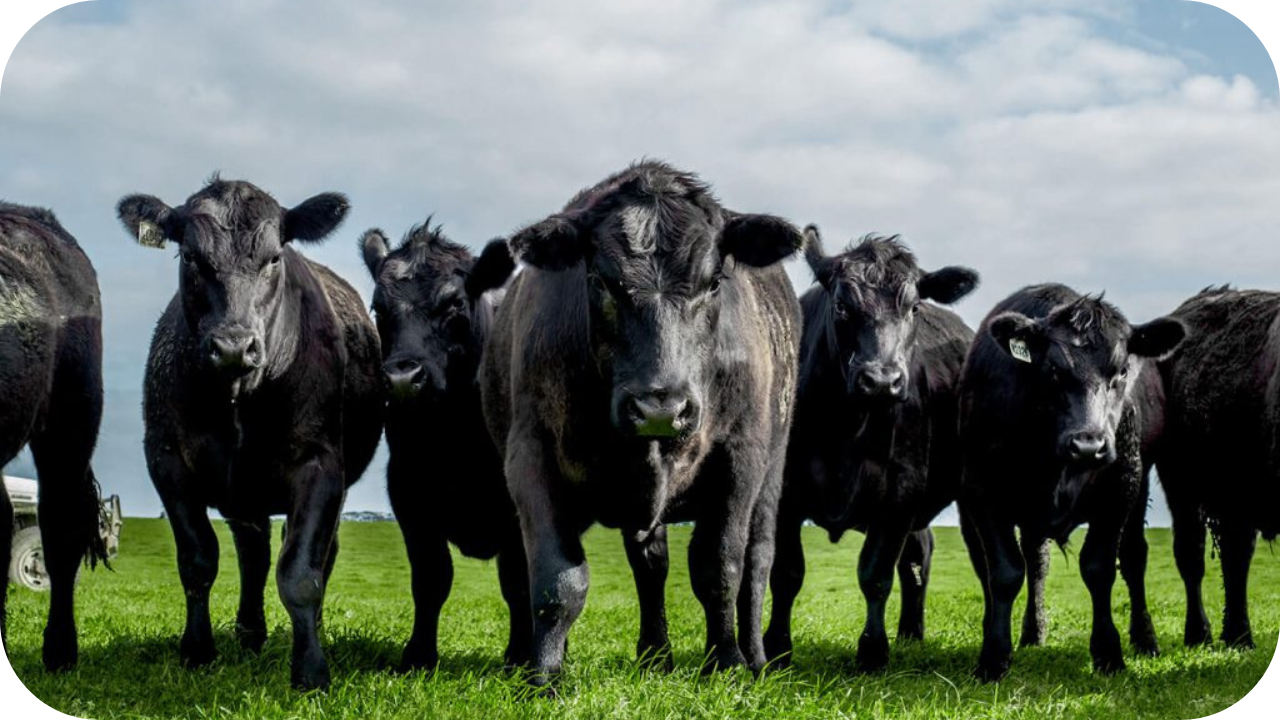 Angus Beef vs Wagyu: What Should You Choose?