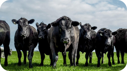 Angus Beef vs Wagyu: What Should You Choose?