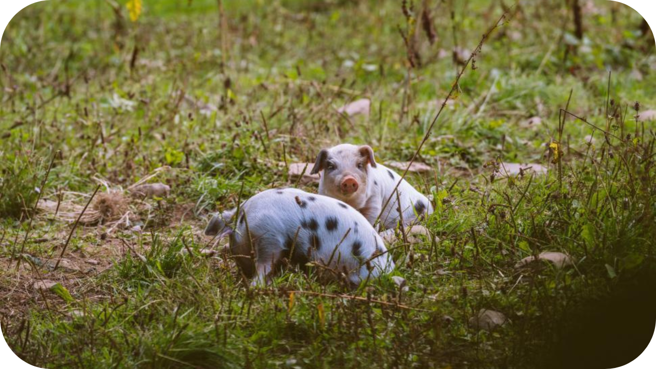 Is Free-Range Pork Better for You? Here’s the Science