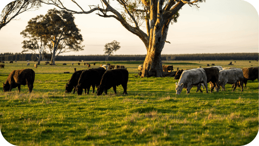 Are You Ready? Emissions Laws That Could Impact Your Cattle Farm - Carnivore Society