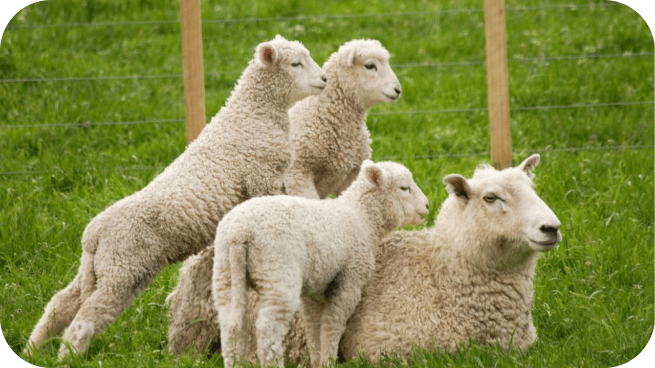 Differences Between Pasture-Raised and Conventional Lamb - Carnivore Society