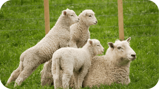 Differences Between Pasture-Raised and Conventional Lamb - Carnivore Society