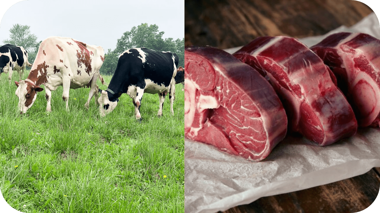 Ethical Meat Sourcing in Australia: What Sets Us Apart - Carnivore Society