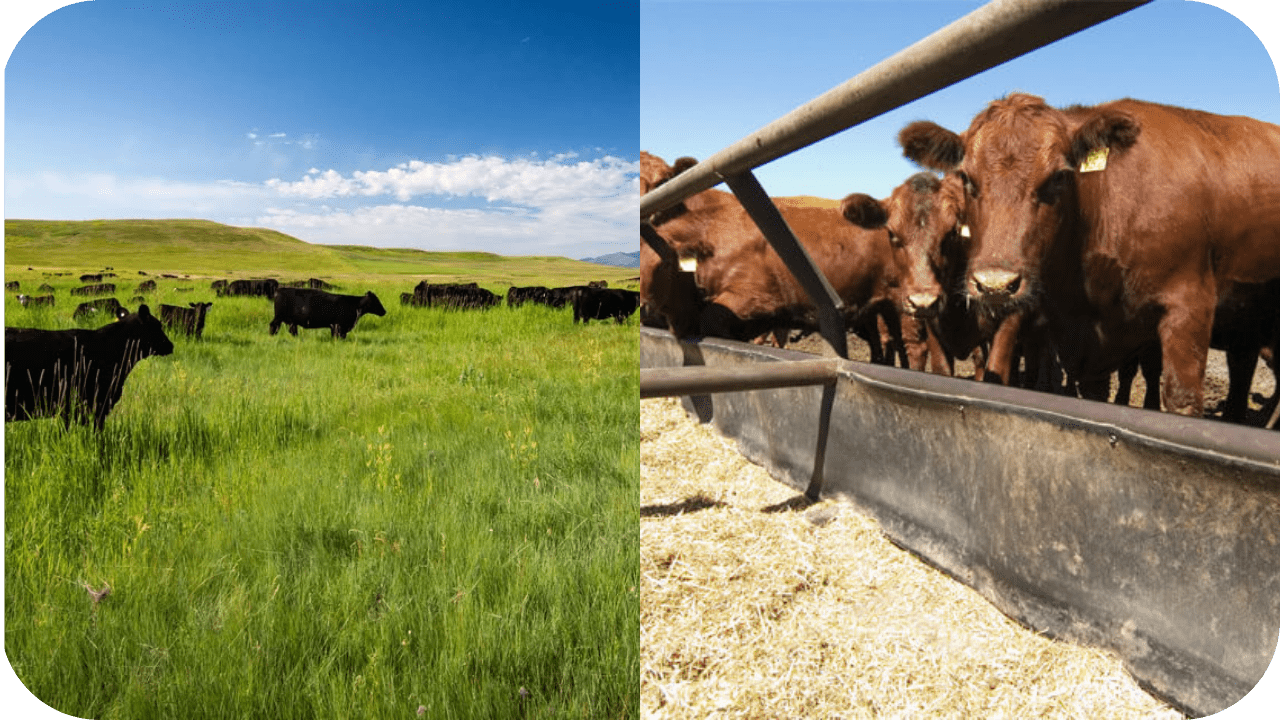 Grass-Fed vs. Grain-Fed: Which Is Better for Muscle? - Carnivore Society