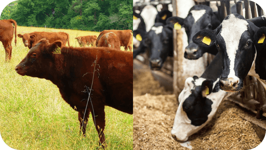 Grass-Fed vs. Grain-Fed: Which is More Sustainable? - Carnivore Society