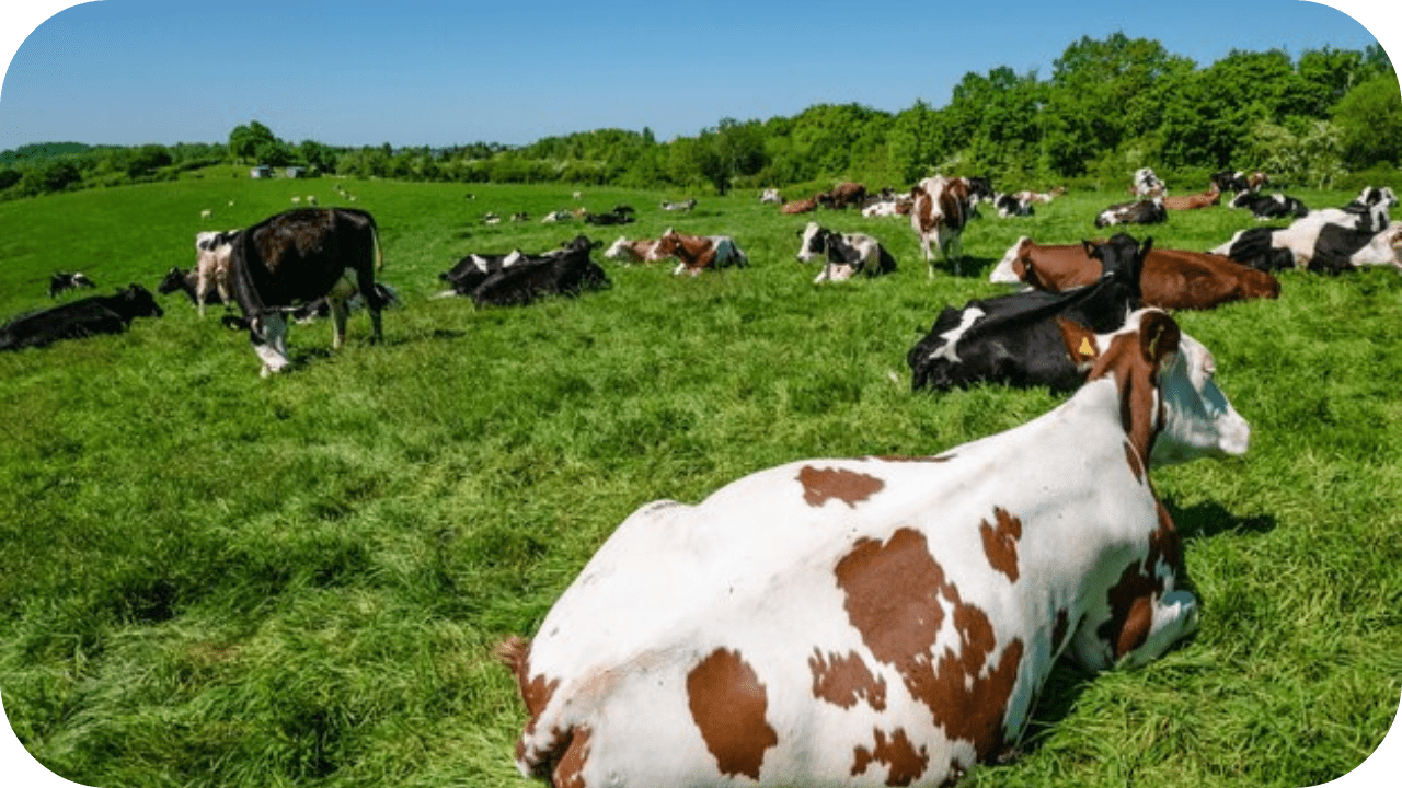 Grass-Fed vs. Grass-Finished: What’s the Difference? - Carnivore Society