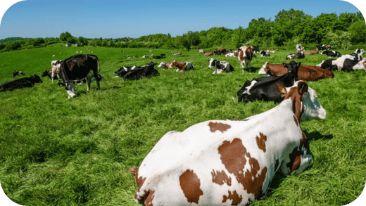 Grass-Fed vs. Grass-Finished: What’s the Difference? - Carnivore Society