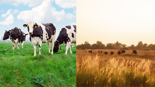 grass fed vs pasture raised beef cattle grazing in different pasture conditions showing feeding and environment differences