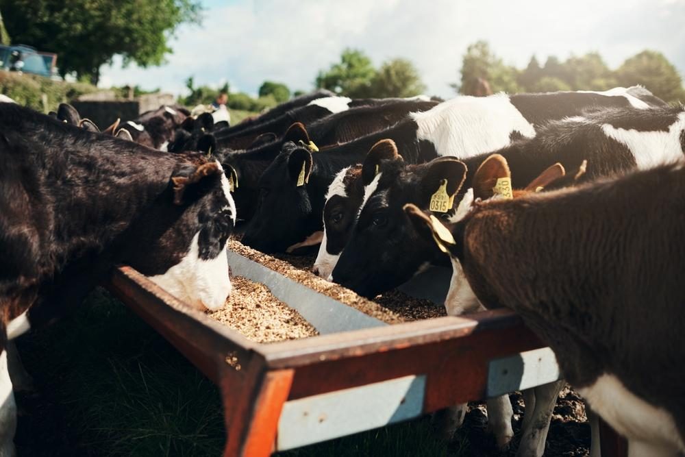 Australian farmers raising ethical Wagyu beef with cattle feeding on balanced diet in outdoor farm setting