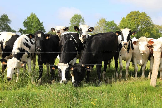 regenerative farming cattle grazing in managed pasture showing healthy livestock and improved beef quality