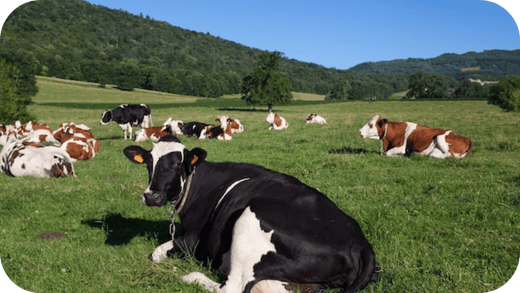 Sustainable Beef Farming in Australia: Practices That Protect Our Forests - Carnivore Society