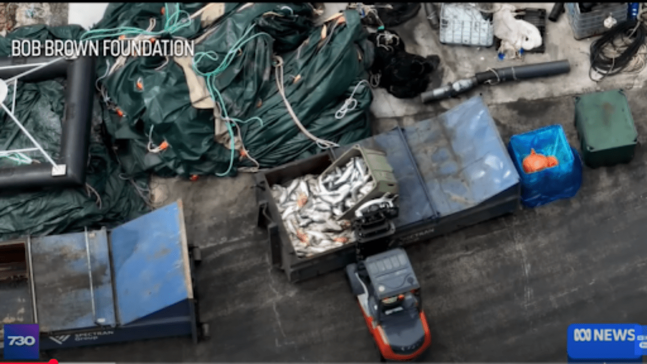 Tasmanian Salmon Scandal: RSPCA Drops the Hammer on Huon Salmon Aquaculture - Carnivore Society