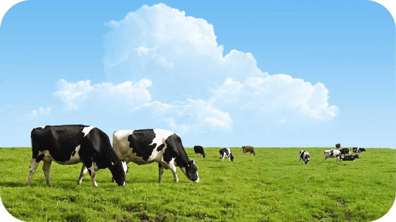 The Benefits of Switching to Grass Fed Meat in Your Melbourne Kitchen - Carnivore Society