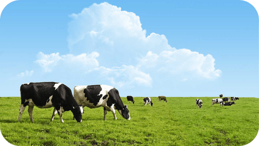 The Benefits of Switching to Grass Fed Meat in Your Melbourne Kitchen - Carnivore Society