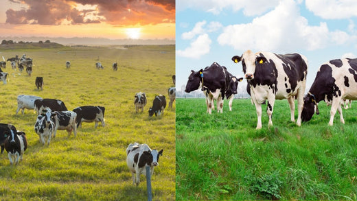 free range vs grass fed beef cattle grazing in open pasture comparison under natural outdoor conditions