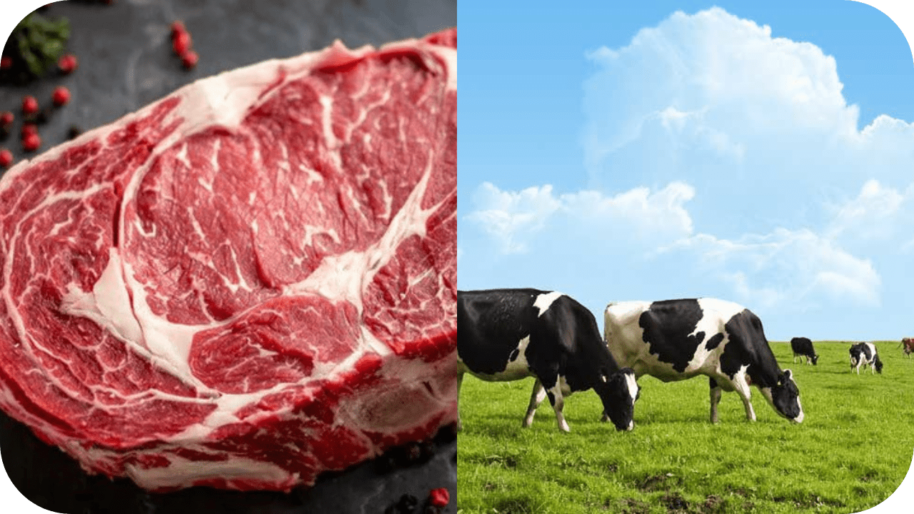 The Link Between Sustainable Meat and Better Animal Welfare - Carnivore Society