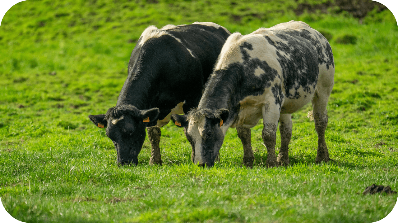 The Truth About Animal Welfare in Australia’s Meat Industry - Carnivore Society