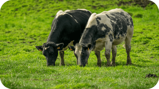 The Truth About Animal Welfare in Australia’s Meat Industry - Carnivore Society