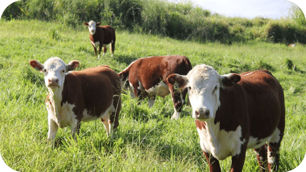 Top Australian Grass-Fed Beef Suppliers - Carnivore Society