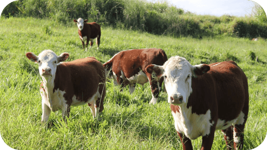 Top Australian Grass-Fed Beef Suppliers - Carnivore Society