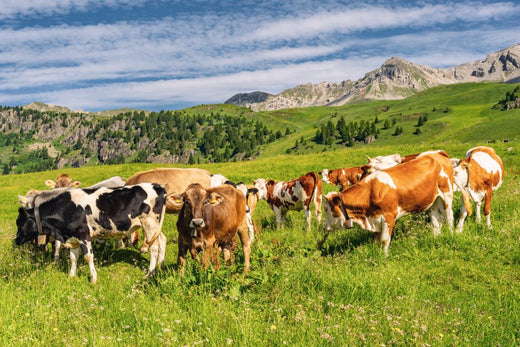 Cattle grazing on lush pasture in a regenerative beef farming landscape supporting soil health and biodiversity