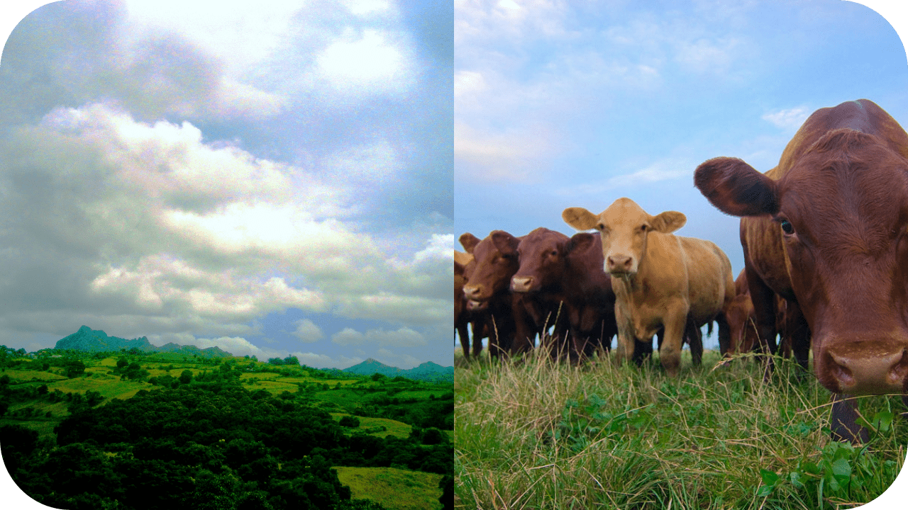 Why Grass-Fed Beef Is Better for the Environment - Carnivore Society