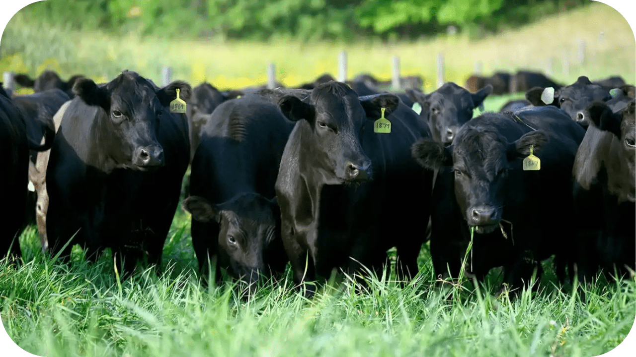 Why Grass-Fed Beef is the Best Choice for the Carnivore Diet - Carnivore Society