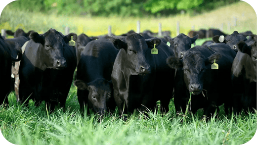 Why Grass-Fed Beef is the Best Choice for the Carnivore Diet - Carnivore Society