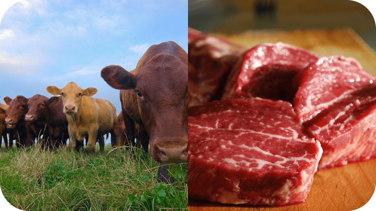 Why Grass-Finished Beef is the Best Quality Choice - Carnivore Society