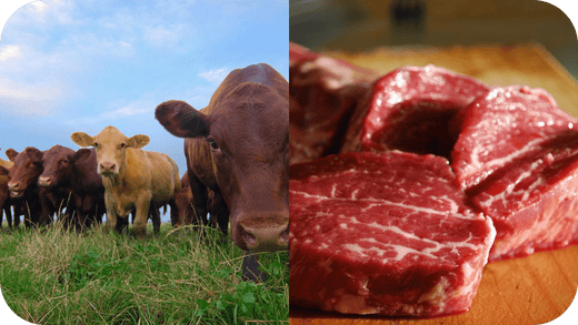 Why Grass-Finished Beef is the Best Quality Choice - Carnivore Society