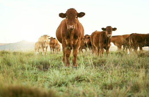 sustainable beef production, cattle grazing in natural pasture, showing healthy livestock and eco-friendly farming