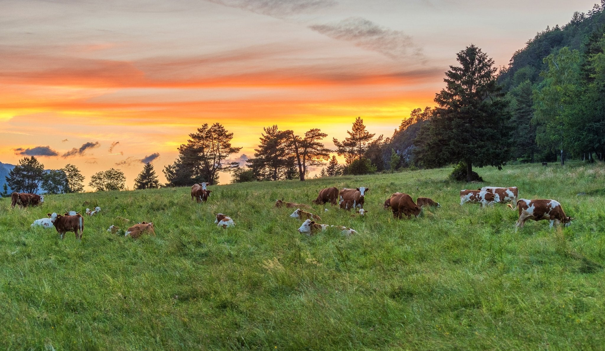 Edgars Beef 100% Australian Pre Cut - Carnivore Society