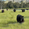 Grass-Fed & Finished