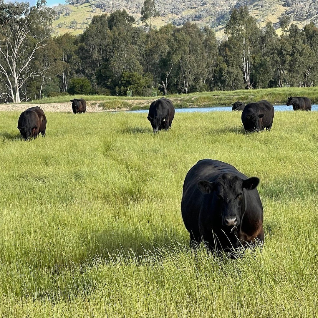 Grass-Fed & Finished - Carnivore Society