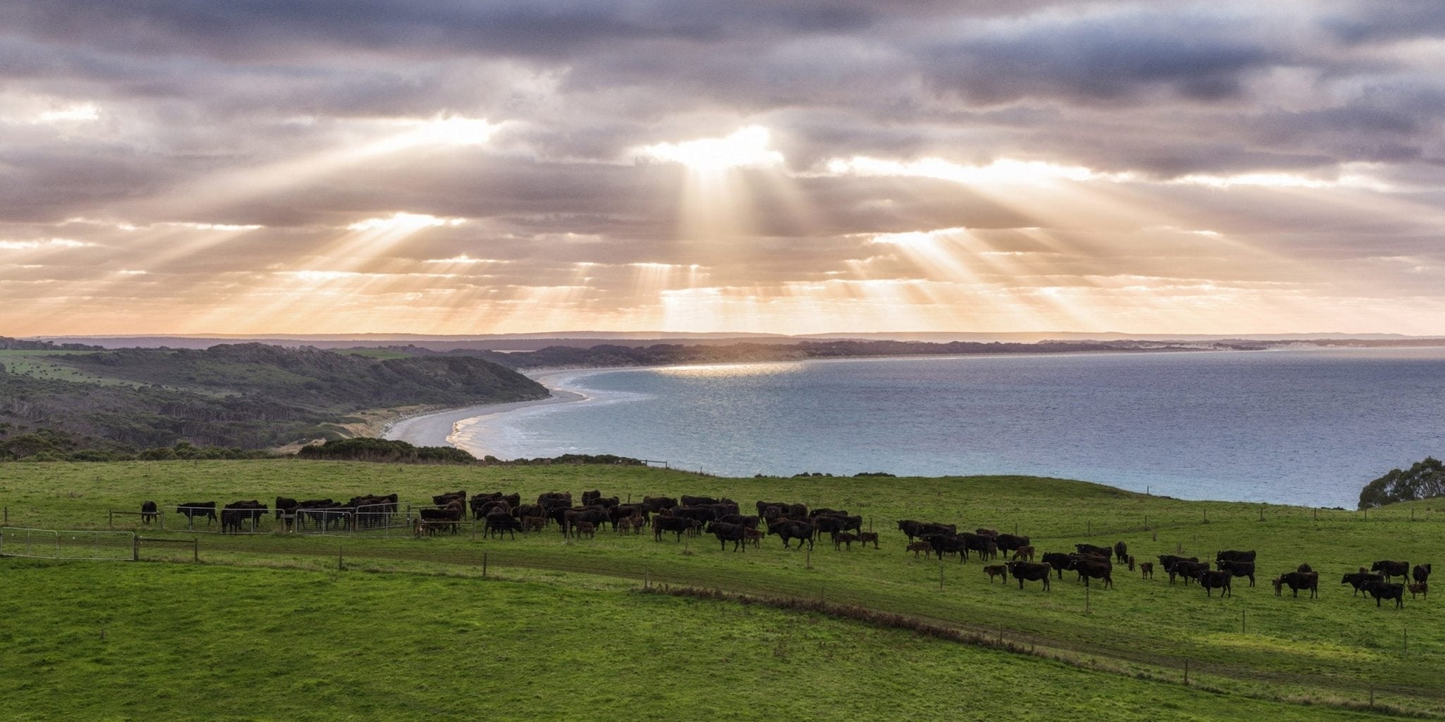 Greenham - Carnivore Society