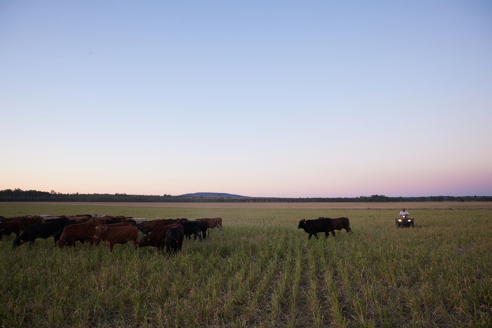 Mort & Co - Carnivore Society