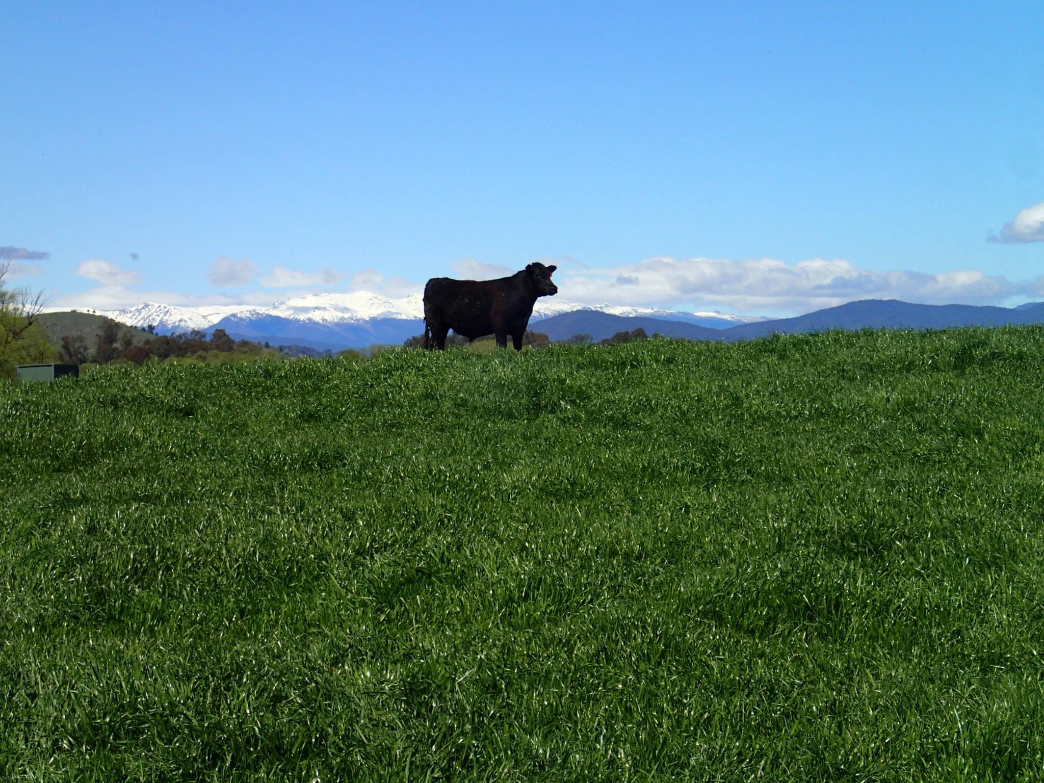 Rangers Valley - Carnivore Society