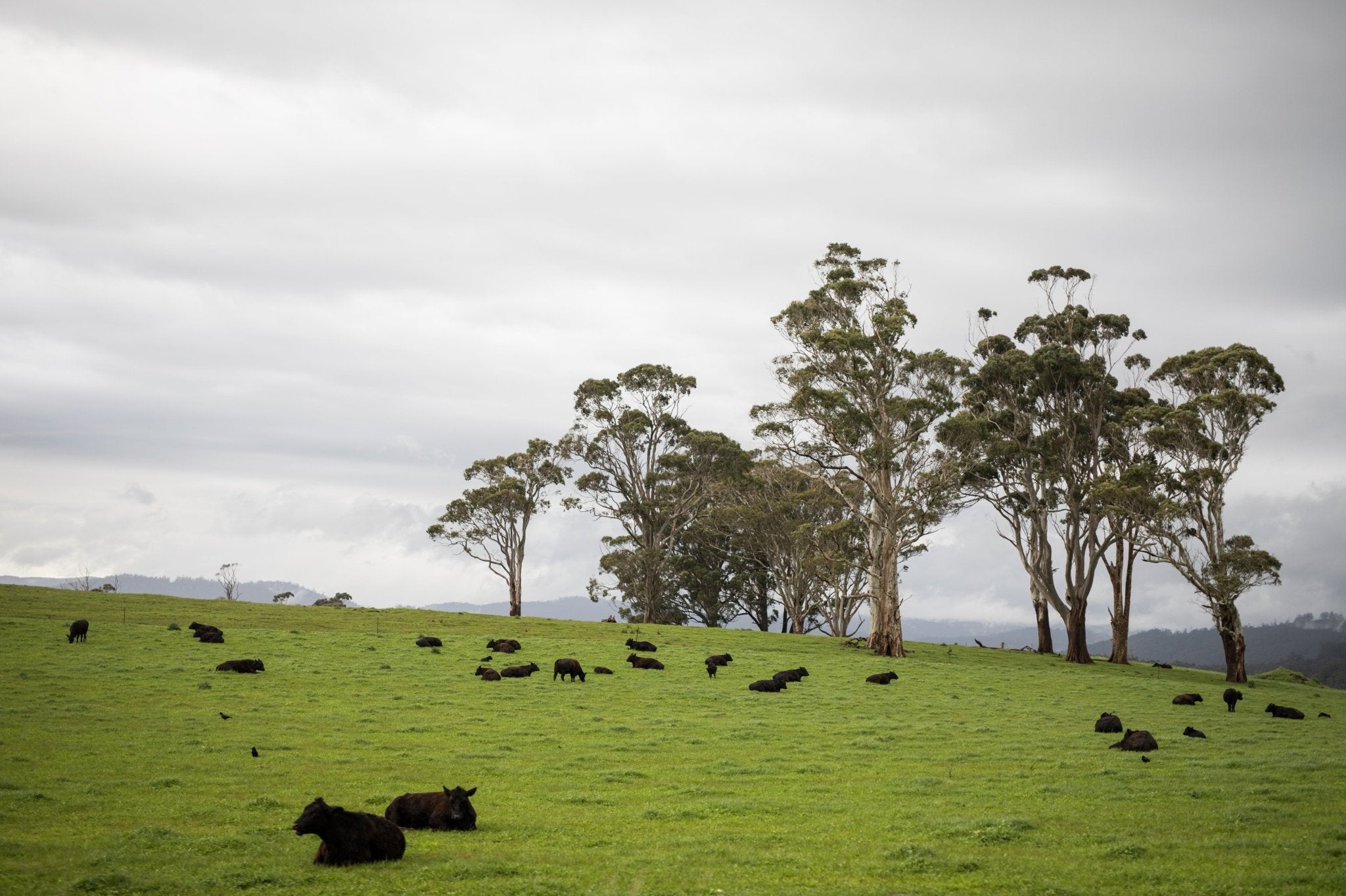 Teys - Carnivore Society