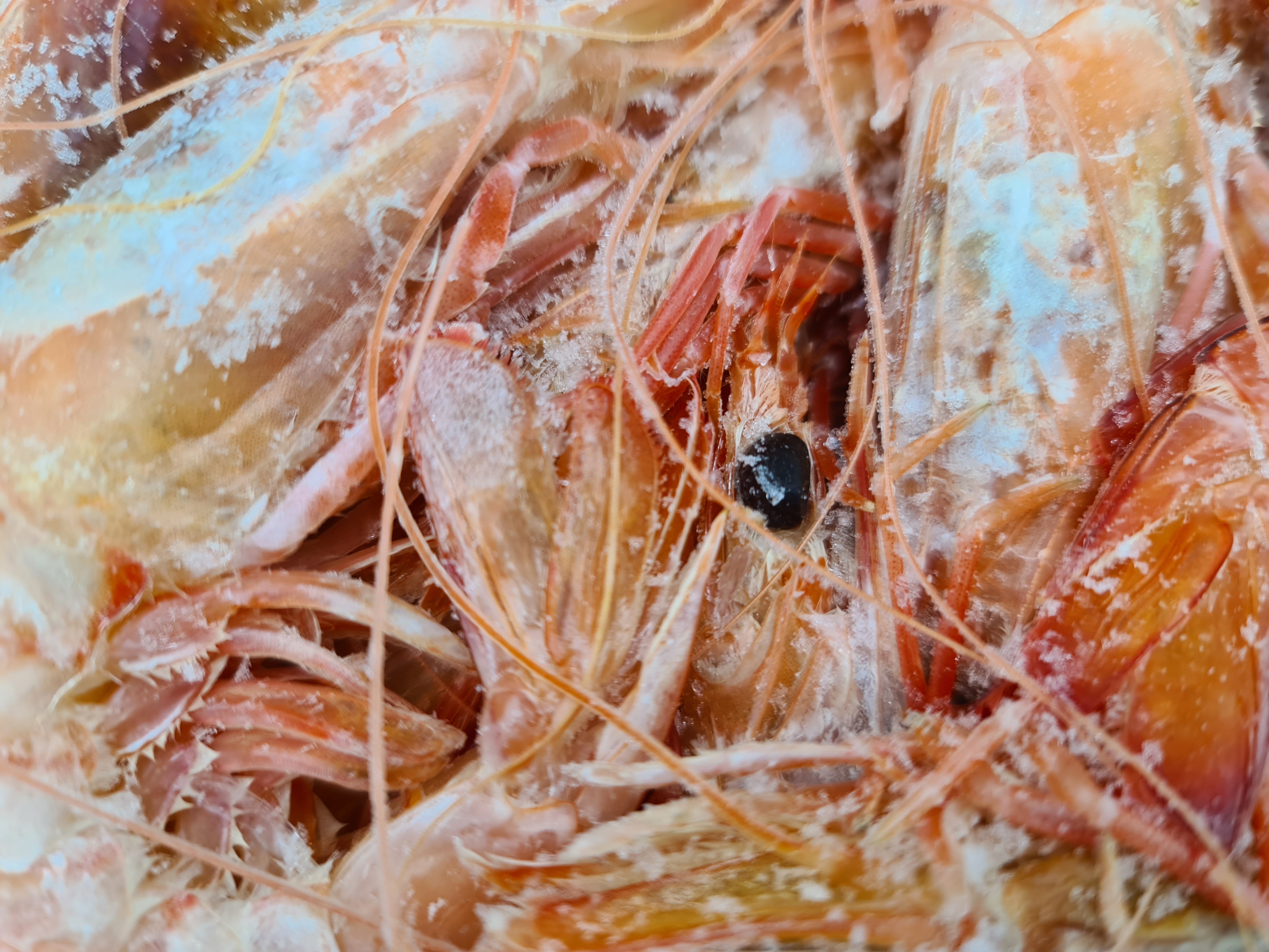 Wild Caught Spencer Gulf King Prawns (FROZEN - CAUGHT FRESH TO ORDER) $70/KG